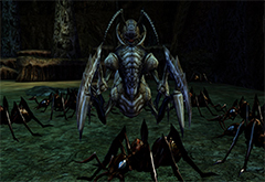 Queen Ant